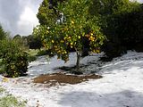 Lemon_Tree.jpg image by CLZ51