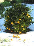 Orange_Tree1.jpg image by CLZ51